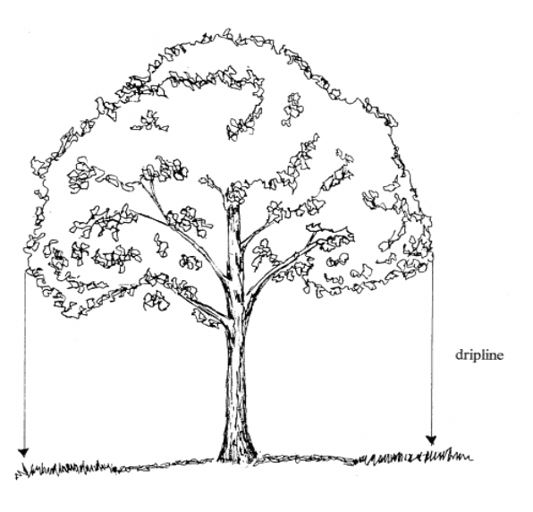 Figure 1 – Drip line diagram (Source: Bracewell, Sara K. University of Minnesota – Sustainable Urban Landscape Information Series. “Protecting Existing Trees During Construction.”