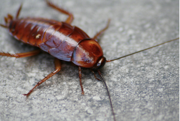 Figure 1 – A typical household cockroach (Source: http://www.flickr.com/photos/johnas/3481624912/)