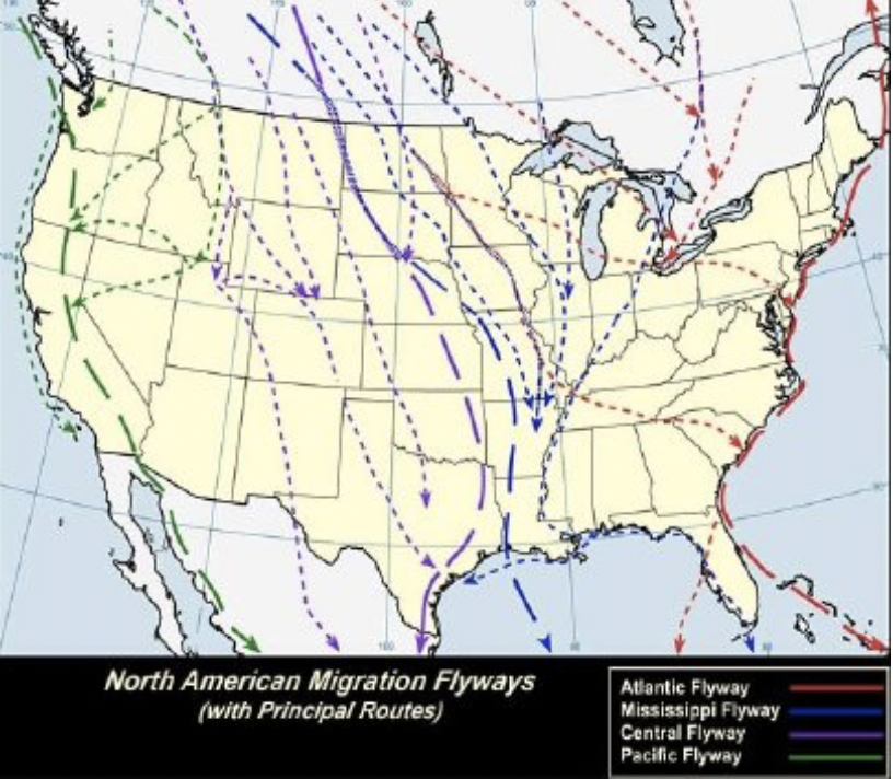 Figure 2: New Jersey lies along the Atlantic Flyway for migratory birds. (Source: Treehugger)